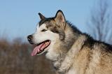 ALASKAN MALAMUTE 833